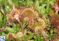 Rundblättriger Sonnentau (Drosera rotundifolia) umgeben von Torfmoos (Sphagnum sp.) im Herfeldmoor in der Wahner Heide