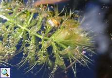 Wasserfalle (Aldrovanda vesiculosa) an der Panzerwaschanlage in der Wahner Heide