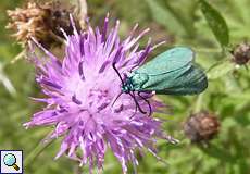 Ampfer-Grünwidderchen (Adscita statices) im Hühnerbruch in der Wahner Heide