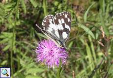 Schachbrett (Melanargia galathea) im Hühnerbruch in der Wahner Heide