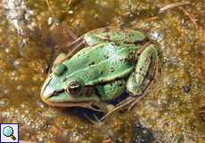 Teichfrosch (Pelophylax esculentus) mit blauer Farbanomalie in der Panzerwaschanlage in der Wahner Heide