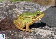 Kleiner Teichfrosch (Pelophylax lessonae) an der Panzerwaschanlage in der Wahner Heide