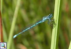 Männliche Hufeisen-Azurjungfer (Coenagrion puella) an der Panzerwaschanlage in der Wahner Heide