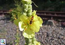 Hainschwebfliege (Episyrphus balteatus) auf Großblütiger Königskerze (Verbascum densiflorum) in der Wahner Heide