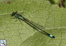 Männliche Große Pechlibelle (Ischnura elegans) in der Wahner Heide