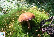 Maronenröhrling (Xerocomus badius) in der Wahner Heide