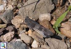 Blauflügelige Ödlandschrecke (Oedipoda caerulescens) in der Wahner Heide