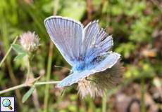 Hauhechel-Bläuling (Polyommatus icarus) in der Wahner Heide