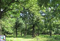 Lichter Wald entlang des Wanderwegs 'Maikammer' in der Wahner Heide