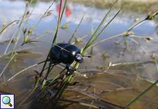 Frühlingsmistkäfer (Trypocopris vernalis) in der Wahner Heide