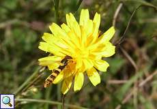 Männliche Gemeine Stiftschwebfliege (Sphaerophoria scripta) in der Wahner Heide