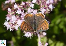 Weiblicher Brauner Feuerfalter (Lycaena tityrus) in der Wahner Heide