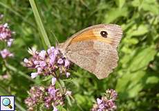 Großes Ochsenauge (Maniola jurtina) in der Wahner Heide