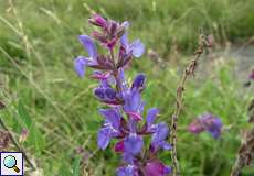 Wiesensalbei (Salvia pratensis) im Herfeldmoor in der Wahner Heide