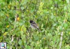 Männliches Schwarzkehlchen (Saxicola rubicola) im Herfeldmoor in der Wahner Heide