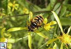 Totenkopfschwebfliege (Myathropa florea) im Herfeldmoor in der Wahner Heide