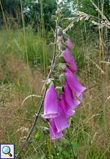 Roter Fingerhut (Digitalis purpurea) im Herfeld in der Wahner Heide