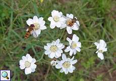 Hainschwebfliegen (Episyrphus balteatus) auf Sumpf-Schafgarbe (Achillea ptarmica) im Herfeld in der Wahner Heide