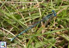 Blaue Federlibelle (Platycnemis pennipes) im Herfeld in der Wahner Heide