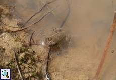 Junge Gelbbauchunke (Bombina variegata) im Herfeld in der Wahner Heide