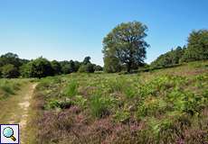 Landschaft in der Südheide, Wahner Heide