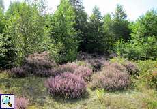 Blühende Besenheide (Calluna vulgaris) in der Wahner Heide