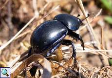 Frühlingsmistkäfer (Trypocopris vernalis) in der Wahner Heide