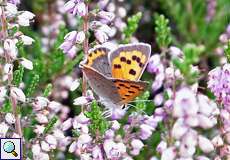 Kleiner Feuerfalter (Lycaena phlaeas) im Hühnerbruch in der Wahner Heide