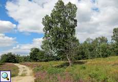 Sandiger Weg im Hühnerbruch in der Wahner Heide