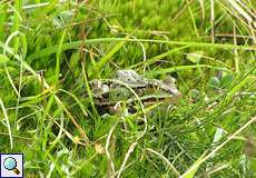 Gut getarnter Teichfrosch (Pelophylax esculentus) im Herfeldmoor in der Wahner Heide