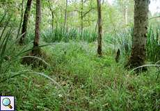 An der Brandschneise November in der Wahner Heide befindet sich ein Erlen-Birkenbruchwald