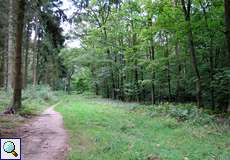 Wald im Teilstück 'Auf der Maar' in der Wahner Heide