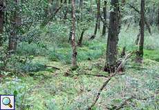 Im Teilstück 'Auf der Maar' in der Wahner Heide liegt am Wolfsheideweg ein Torfmoos-Erlenwald