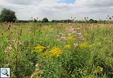 Spätsommerblüten im Geisterbusch in der Wahner Heide