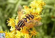 Gemeine Sumpfschwebfliege (Helophilus pendulus) in der Wahner Heide