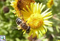 Mittlere Keilfleckschwebfliege (Eristalis interrupta) in der Wahner Heide