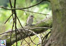 Grauschnäpper (Muscicapa striata) in der Wahner Heide