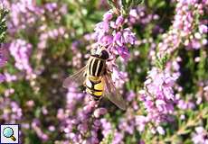 Große Sumpfschwebfliege (Helophilus trivittatus) auf Besenheide (Calluna vulgaris) in der Wahner Heide