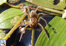 Piratenspinne (Pirata piraticus) an der Panzerwaschanlage in der Wahner Heide