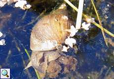 Spitzschlammschnecke (Lymnaea stagnalis) an der Panzerwaschanlage in der Wahner Heide