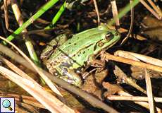 Teichfrosch (Pelophylax esculentus) in der Panzerwaschanlage in der Wahner Heide