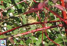 Zilpzalp (Phylloscopus collybita) im Hühnerbruch in der Wahner Heide