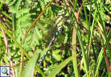 Männliche Blaugrüne Mosaikjungfer (Aeshna cyanea) an der Panzerwaschanlage in der Wahner Heide