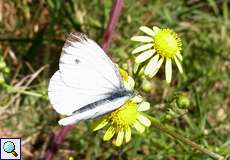 Kleiner Kohlweißling (Pieris rapae) im Hühnerbruch in der Wahner Heide