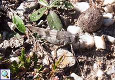 Blauflügelige Ödlandschrecke (Oedipoda caerulescens) im Hühnerbruch in der Wahner Heide