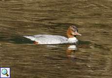 Gänsesäger-Weibchen (Mergus merganser) in der Aggeraue
