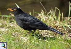 Amsel-Männchen (Turdus merula) in der Aggeraue
