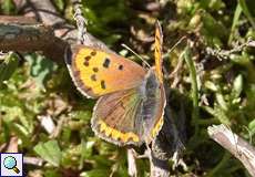 Kleiner Feuerfalter (Lycaena phlaeas) in der Wahner Heide