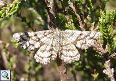 Weiblicher Heidespanner (Ematurga atomaria) in der Wahner Heide