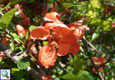 Blüte der Echten Quitte (Cydonia oblonga) in der Wahner Heide